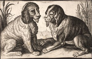 Zwei Hunde an einem Seeufer