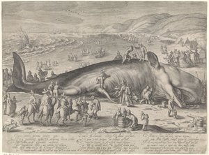 Gestrandeter Wal bei Berckhey, 1598
