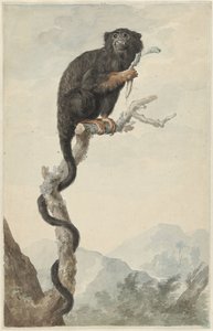 Ein Rothandtamarin