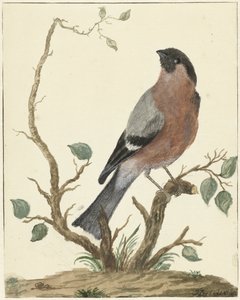 Gimpel von Jacob Perkois
