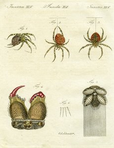 Illustration von Spinnen, 1790