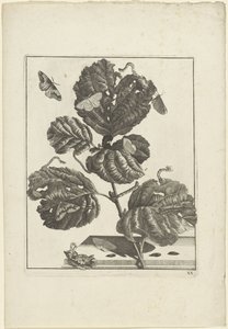 Verschiedene Raupen und Schmetterlinge auf einer Pflanze von Jacob l