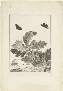 Fliegende Schmetterlinge und andere Insekten über einem Zweig mit Blättern von Jacob l