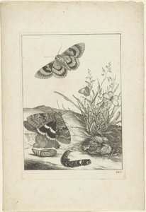 Schmetterlinge, Raupe und Kokon von Jacob l