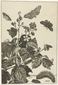 Wilde Rose mit Raupen und Schmetterlingen von Jacob l