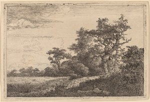 Getreidefeld am Waldrand