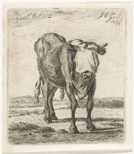 Geblendeter Stier