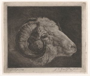 Kopf eines Widders mit nach dem Auge gekrümmtem Horn