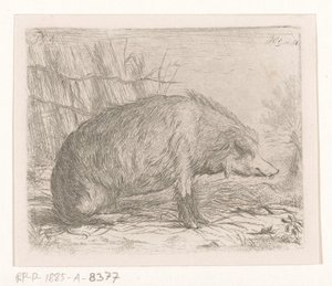 Sitzendes Wildschwein