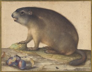 Ein Murmeltier mit einem Zweig Pflaumen von Jacopo Ligozzi