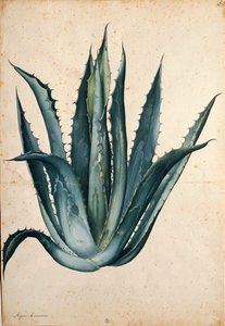 Jahrhundertpflanze (Agave americana) von Jacopo Ligozzi