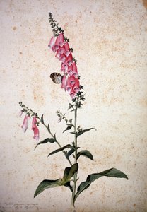 Herbarium: Digitalis purpurea mit Papilio paphia