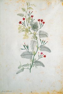 Quamoclit pennata (Zypressenwinde), mexikanische Pflanze, von Jacopo Ligozzi von Jacopo Ligozzi