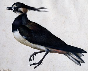 Tringa vanellus (Kiebitz) von Jacopo Ligozzi (1547-1627) von Jacopo Ligozzi
