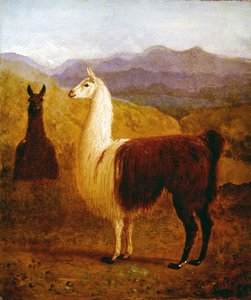 Zwei Lamas