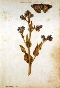 Anchusa officinalis mit Distelfalter, ca. 1568