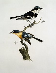 Männchen und Weibchen des Pririt Batis (Batis pririt)