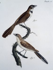 Männchen und Weibchen des Brillenmonarchen (Monarcha trivirgata)