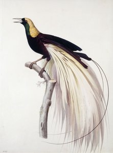 Großer Paradiesvogel, Männchen