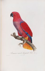 Premiere variete du Grand Lori, graviert von Langlois, ca. 1801-05