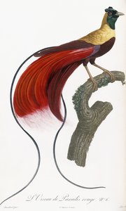 Roter Paradiesvogel
