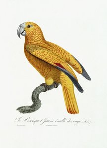 Gelber und roter Papagei, ca. 1801-05