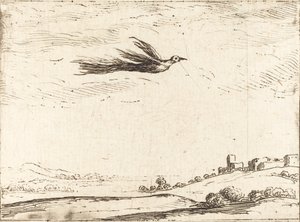 Paradiesvogel von Jacques Callot