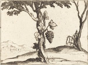 Traubenbündel von Jacques Callot