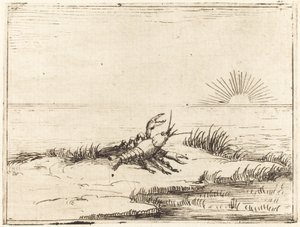 Krebs schaut in die Sonne von Jacques Callot