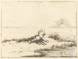 Krebs schaut in die Sonne von Jacques Callot