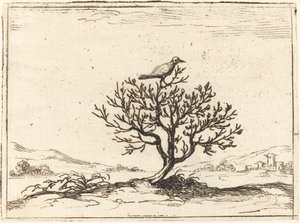 Nachtigall in einem Busch, 1628 von Jacques Callot