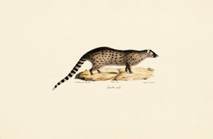 Afrikanische Ginsterkatze