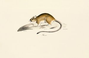 Afrikanische Rennmaus von Jacques Christophe Werner