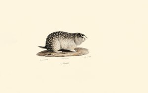 Afrikanisches Erdhörnchen