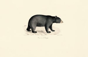 Amerikanischer Schwarzbär