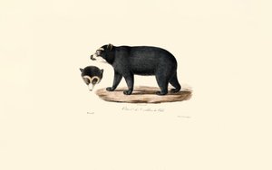 Anden-Brillenbär (Chilenischer Andenbär)