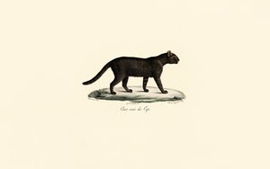 Schwarzfußkatze von Jacques Christophe Werner