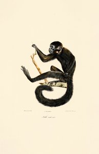 Schwarzer Spinnenaffe (männlich) von Jacques Christophe Werner