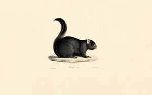 Schwarzes Eichhörnchen