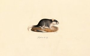 Kap-Schlafmaus von Jacques Christophe Werner