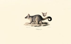 Gewöhnlicher Fuchskusu von Jacques Christophe Werner