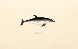 Gewöhnlicher Delfin von Jacques Christophe Werner