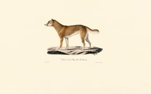 Dingo