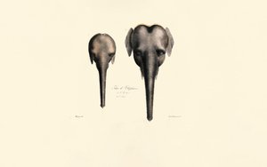 Vergleich von Elefantenköpfen von Jacques Christophe Werner