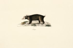 Europäischer Dachs