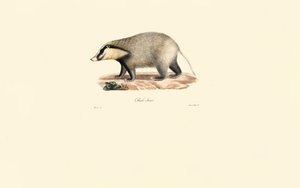 Europäischer Dachs