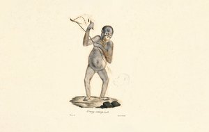 Weiblicher Orang-Utan
