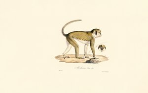 Grüner Meerkatze (Malbrouc Femelle) von Jacques Christophe Werner