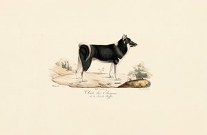 Grönlandhund von Jacques Christophe Werner