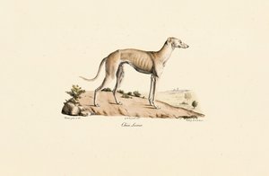 Windhund